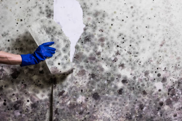 Best Professional water damage repair  in Lynwood, CA